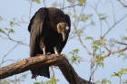 black vulture at Occoquan Bay NWR